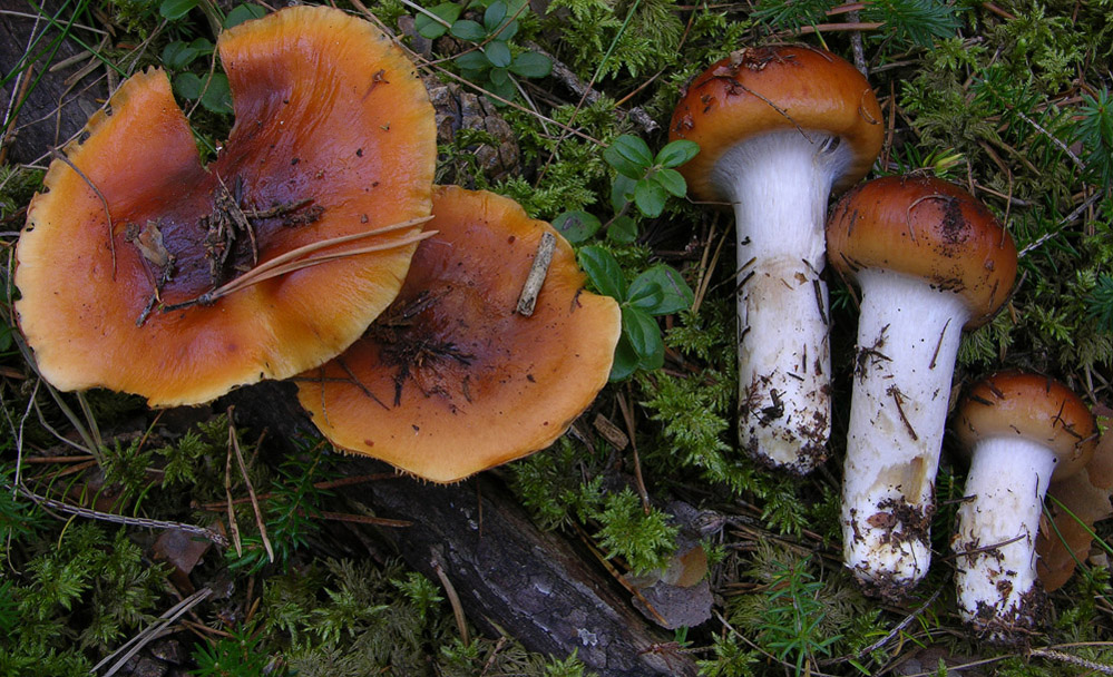 Cortinarius mucosus (Bull.) Cooke?